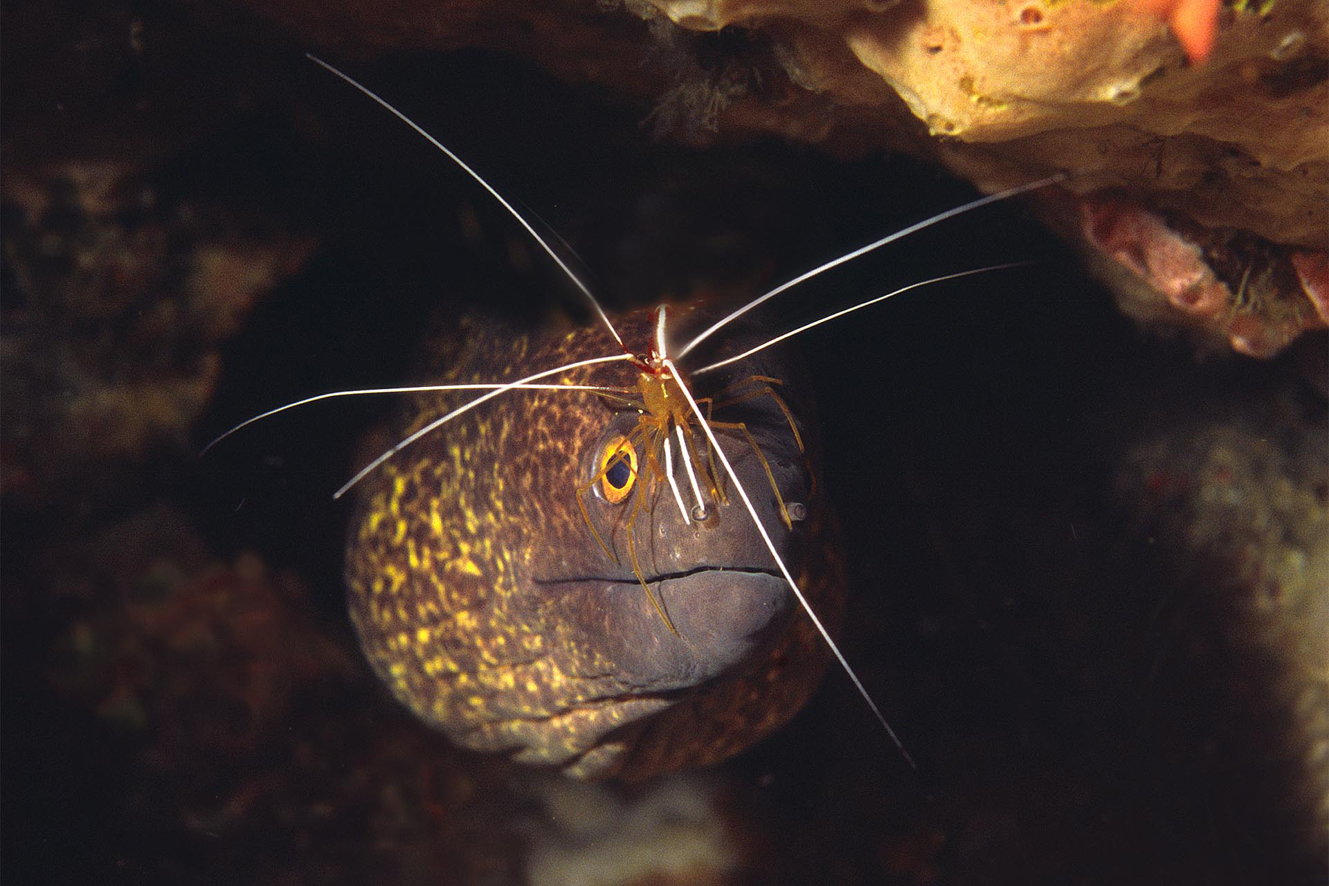 Parasieten en poetsen